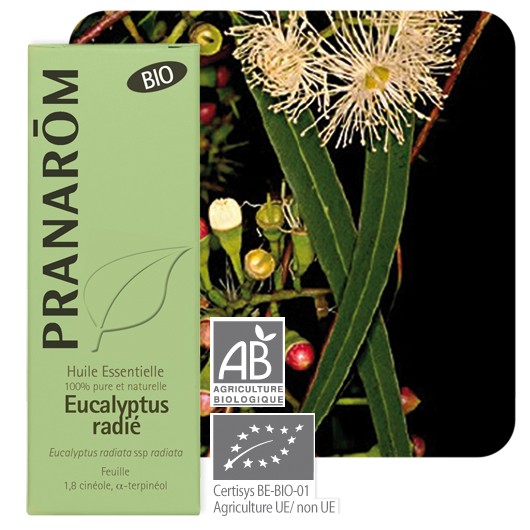 Pranarôm - Huile essentielle d'Eucalyptus radiata BIO 10 ml
